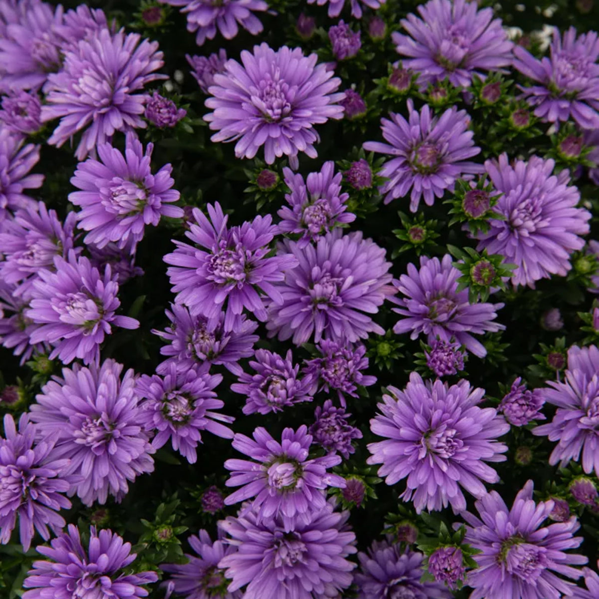 Henry I Blue hardy aster with blue-purple fall blooms