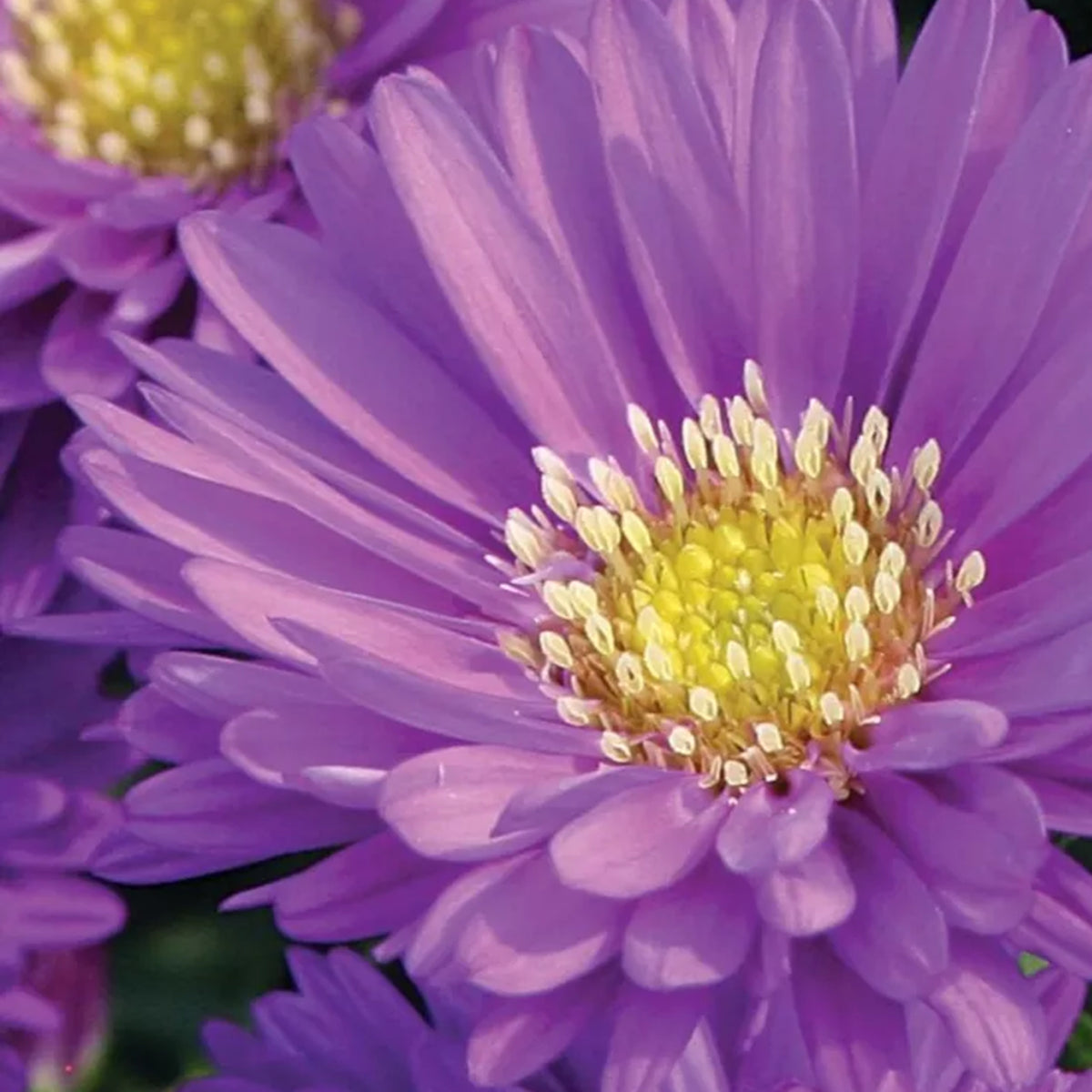 Magic Purple hardy aster with vivid purple fall blooms