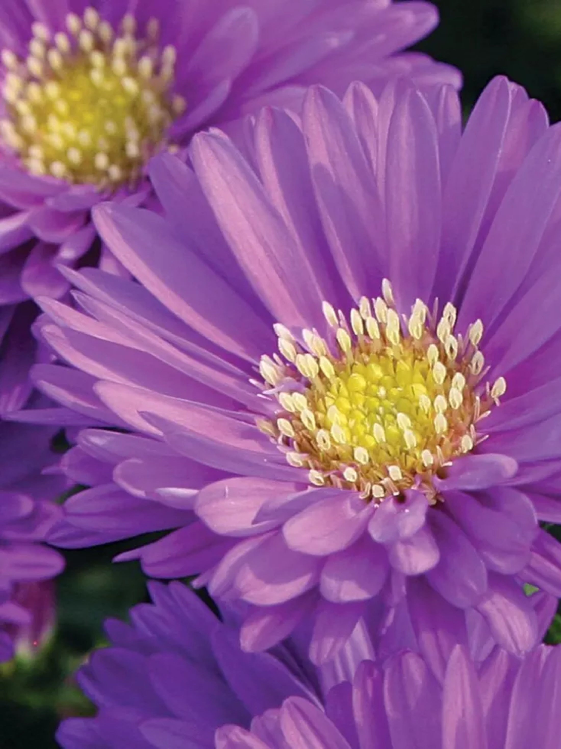 Magic Purple hardy aster with vivid purple fall blooms