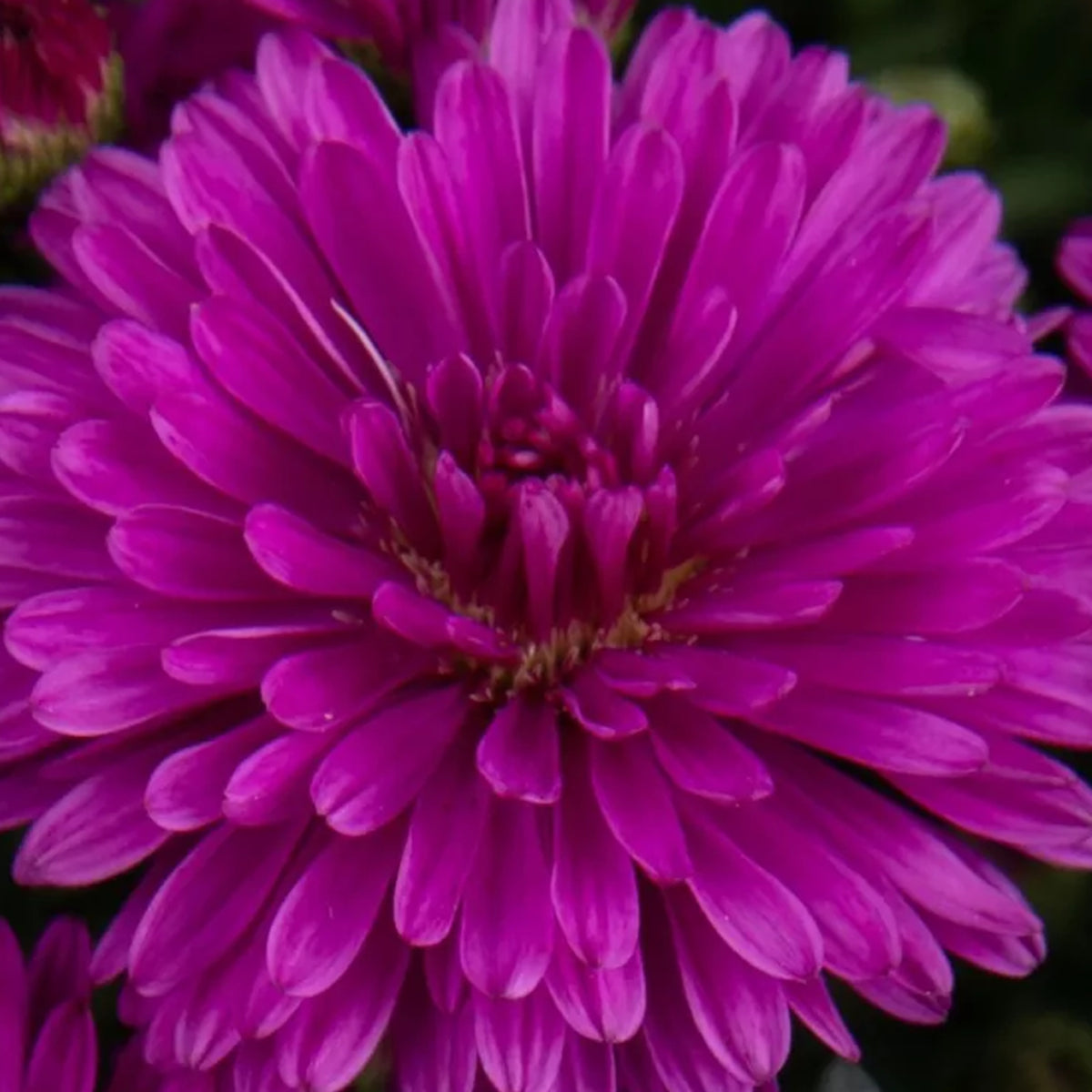 Marie III Dark Pink hardy aster with deep pink fall blooms