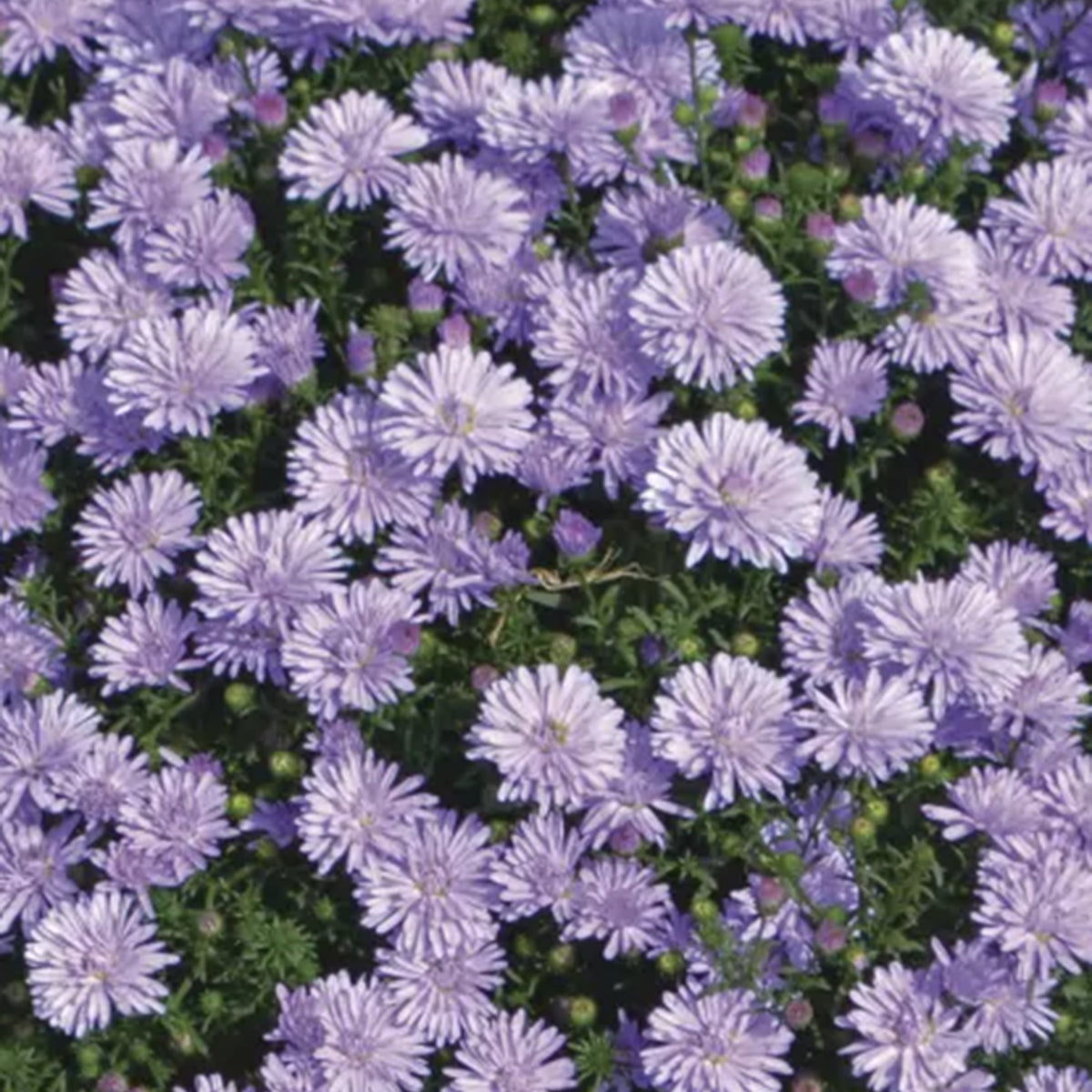 Peter III Blue hardy aster with blue-purple fall blooms