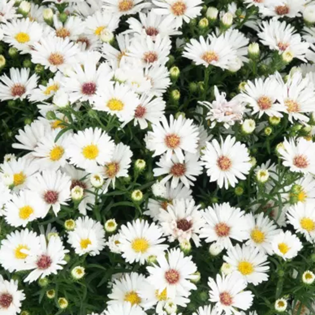 Puff White hardy aster with fresh white fall blooms