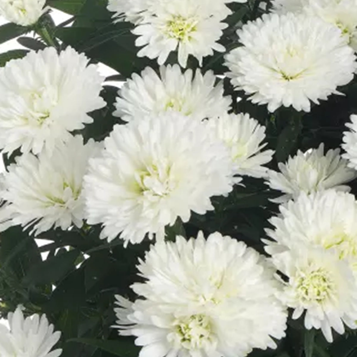 Showmakers Arctic White hardy aster with crisp white blooms
