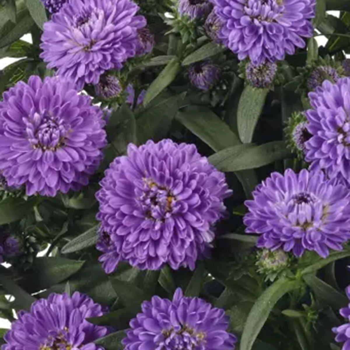 Showmakers Blue Bayou hardy aster with dark blue-purple blooms