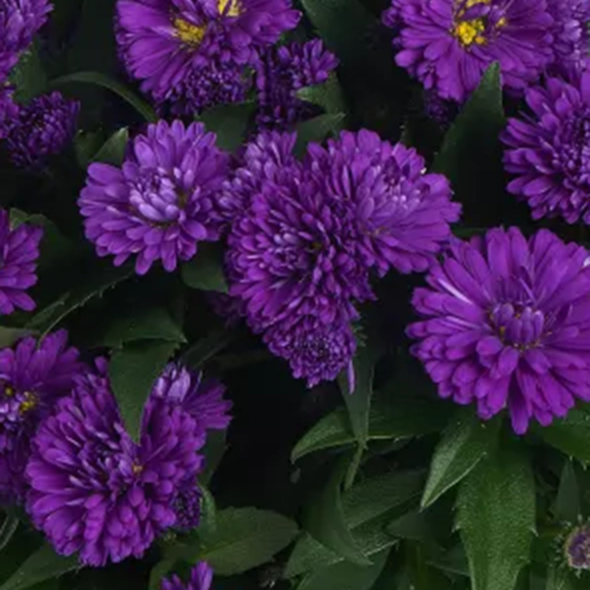 Showmakers Indigo Ice hardy aster with indigo-blue blooms
