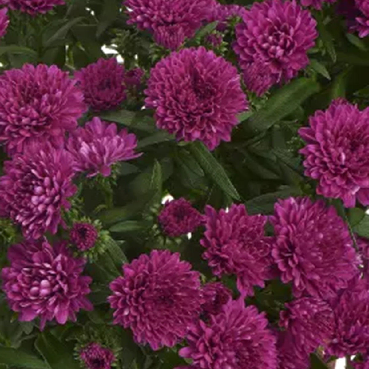 Showmakers Magenta hardy aster with vivid magenta blooms