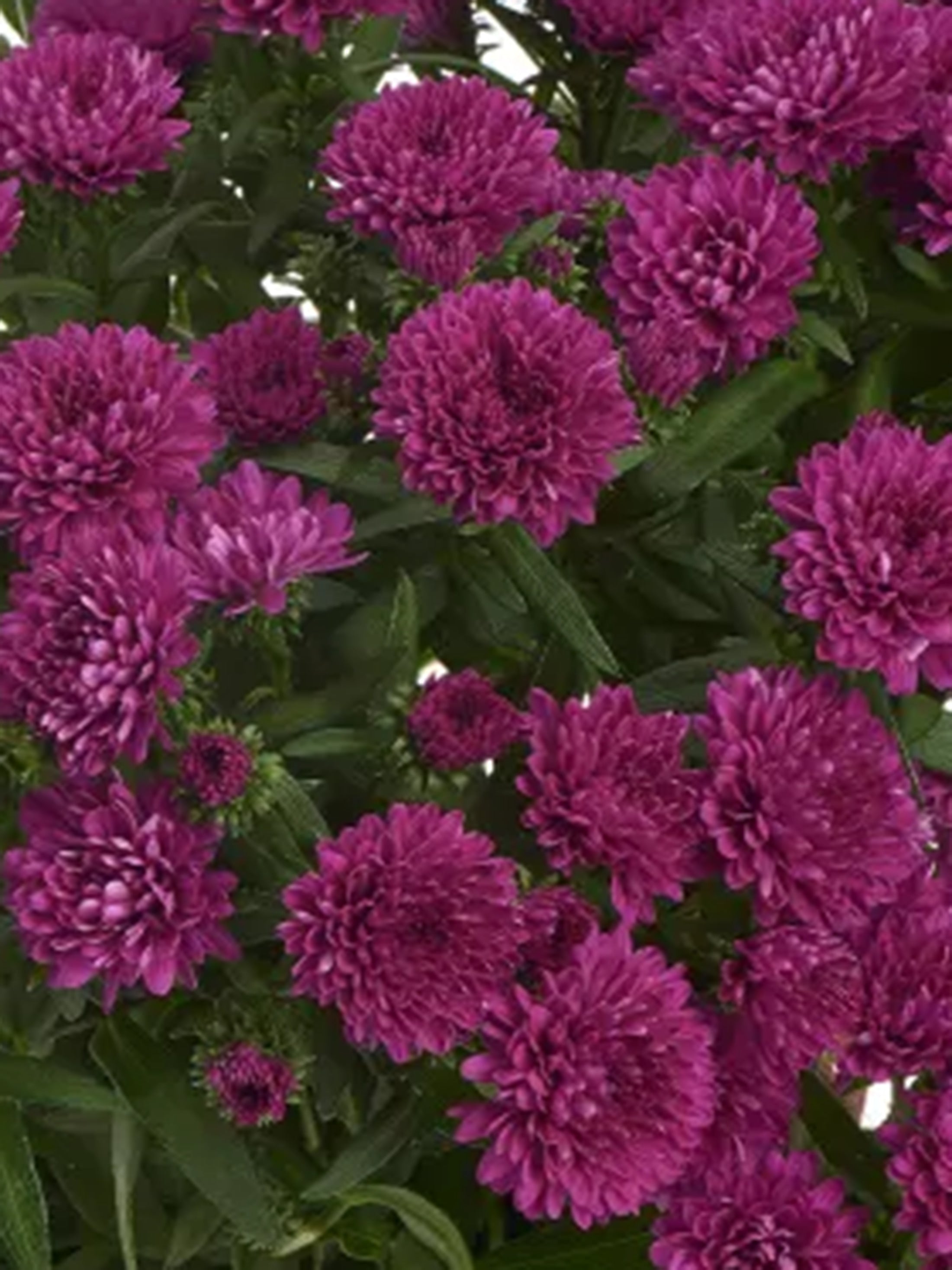 Showmakers Magenta hardy aster with vivid magenta blooms