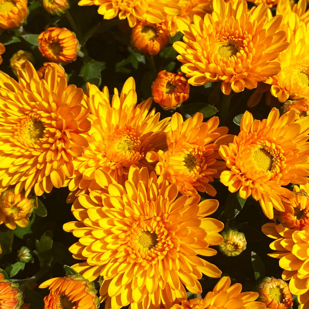 24 Karamum Gold Yellow hardy mum with yellow blooms