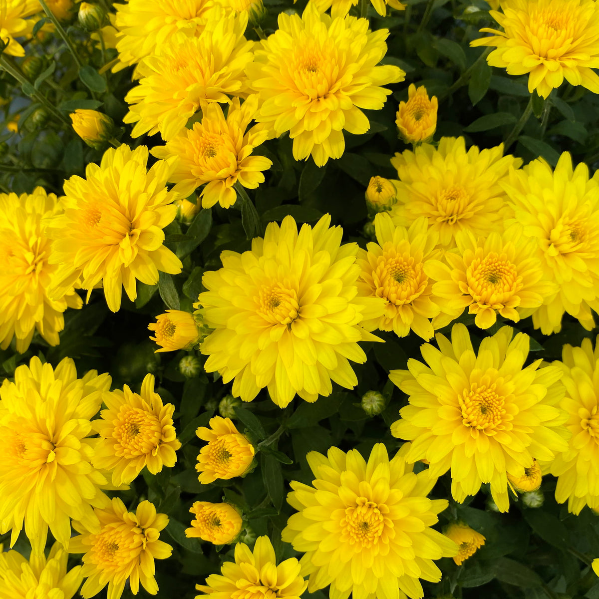 Allegra Yellow hardy mum with yellow blooms