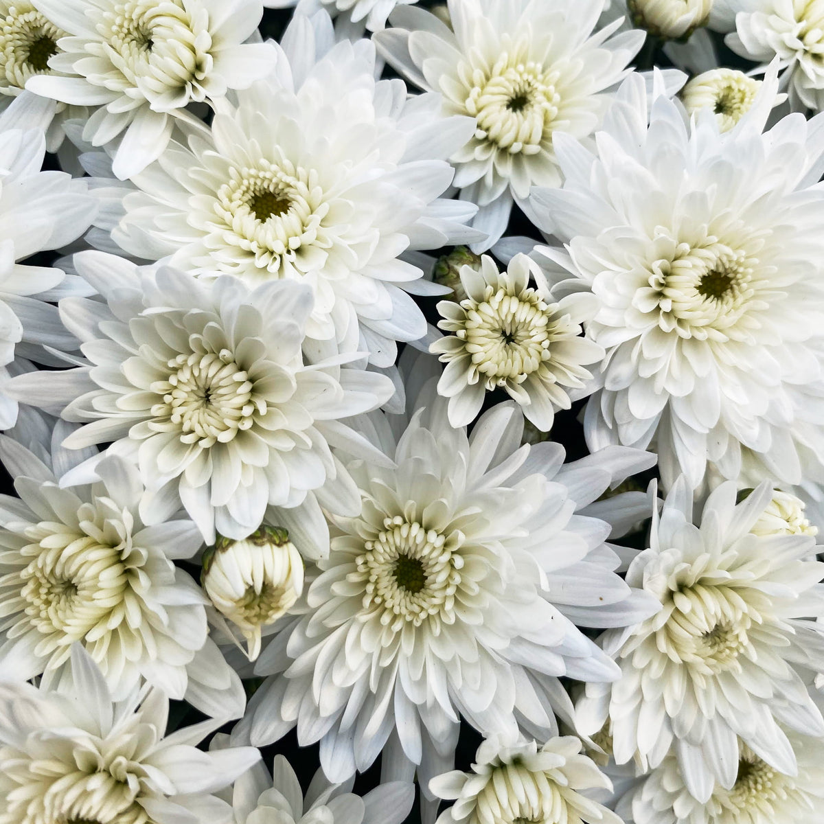 Alpine White hardy mum with white blooms