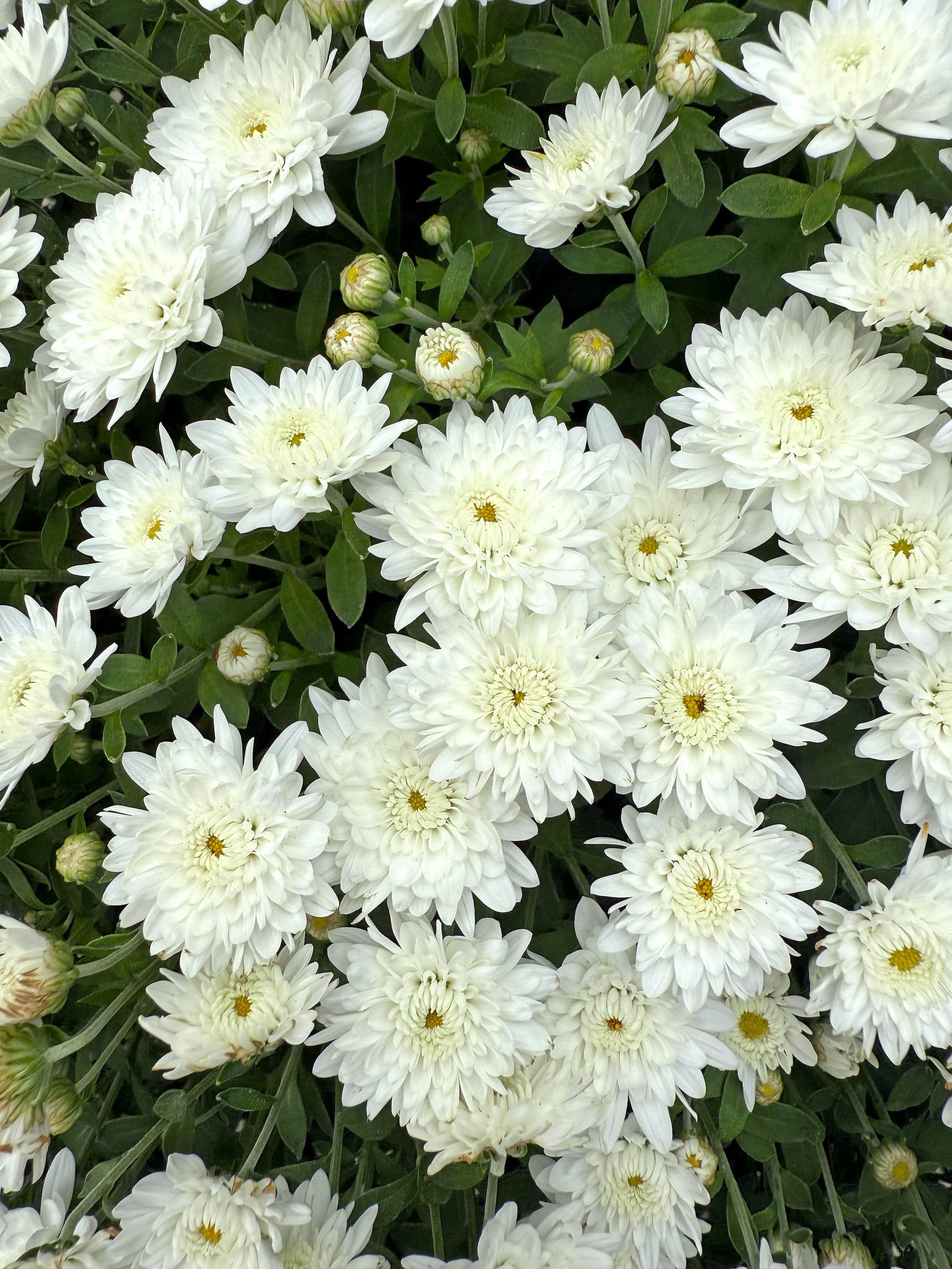 Alpine White hardy mum with white blooms