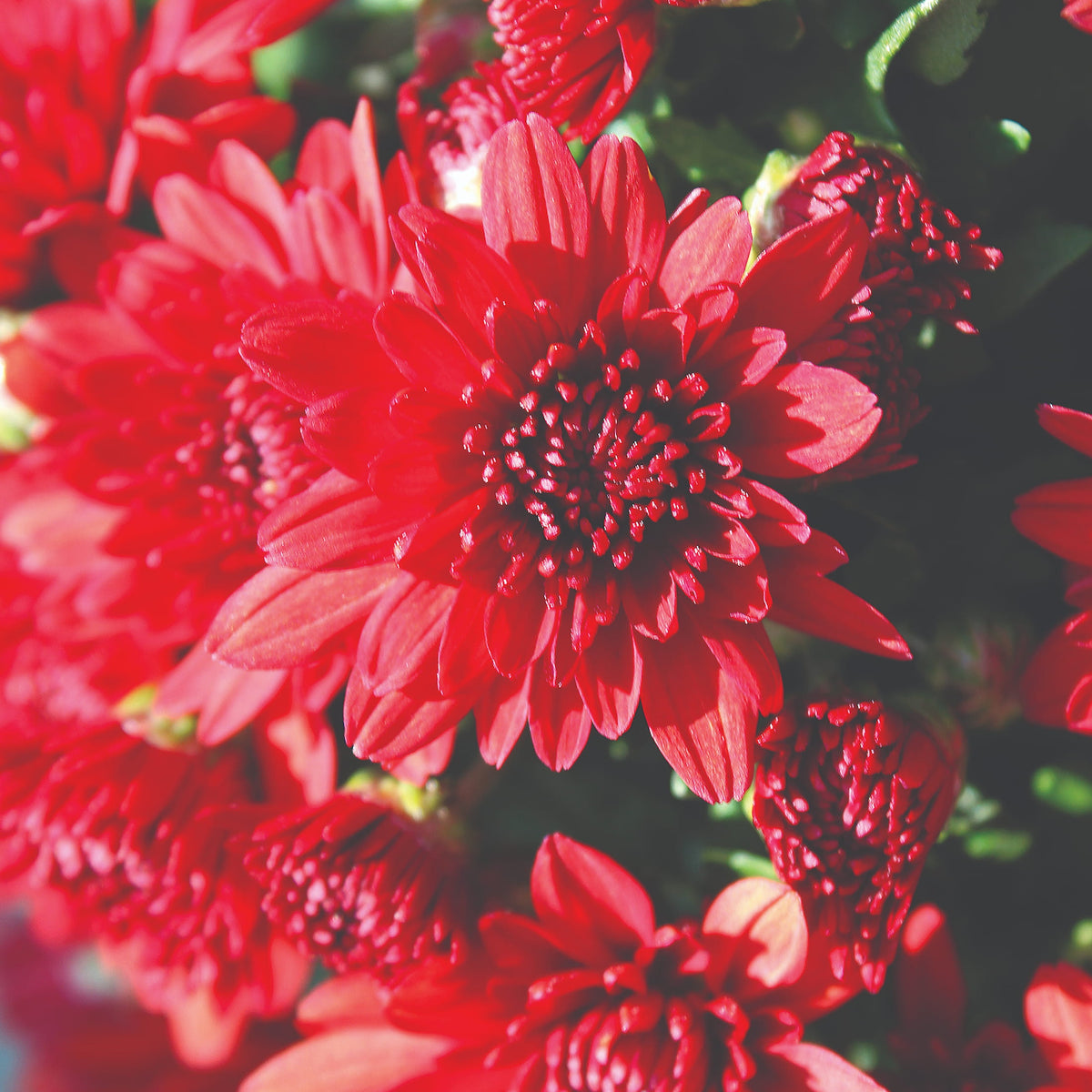 Amadora Red hardy mum with red blooms