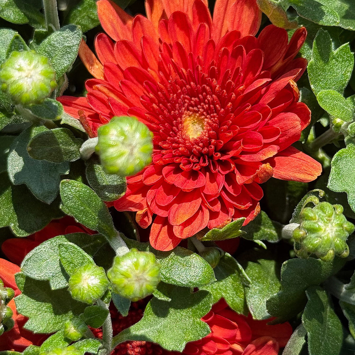 Apple Cider hardy mum with bronze blooms