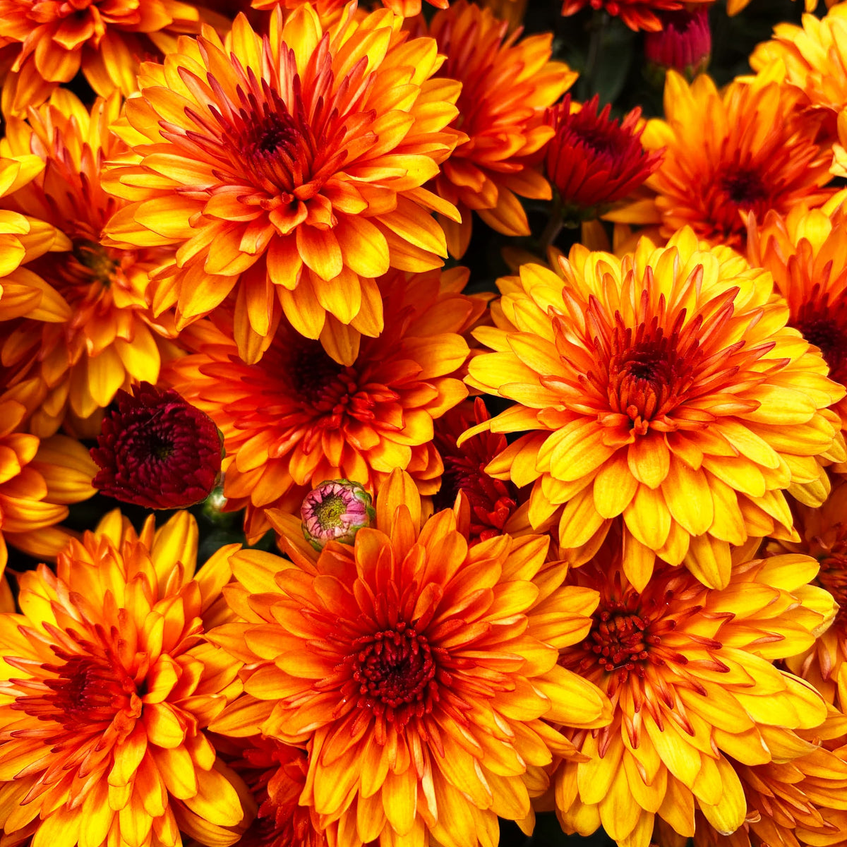Balance Bronze Bicolor hardy mum with bronze blooms