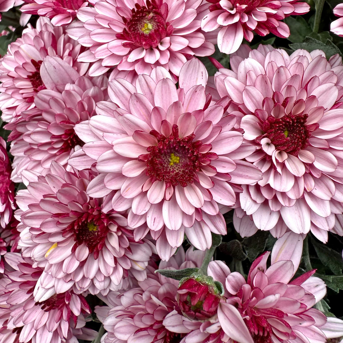Berry Blast Bicolor hardy mum with pink blooms