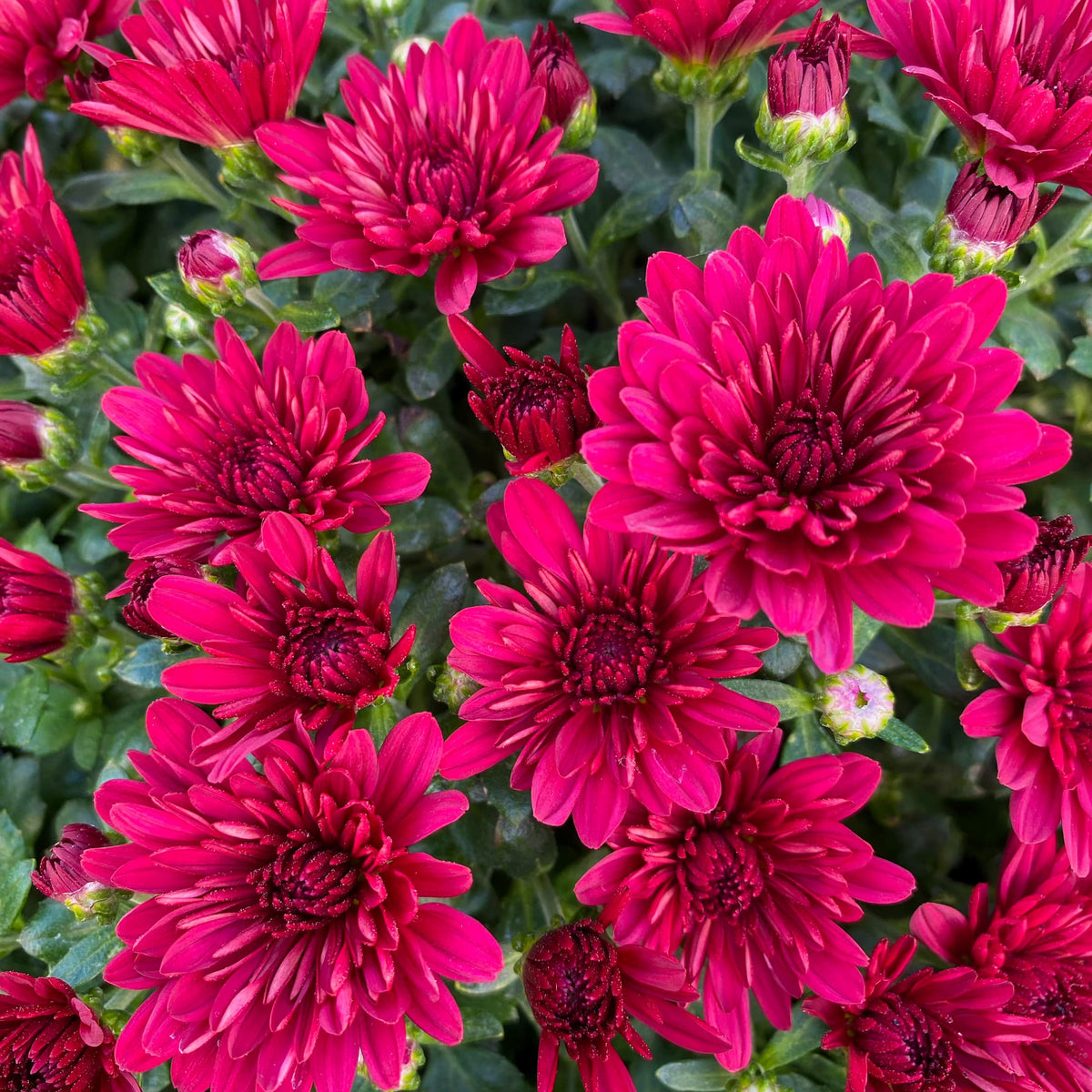 Buzz Merlot Red hardy mum with red blooms