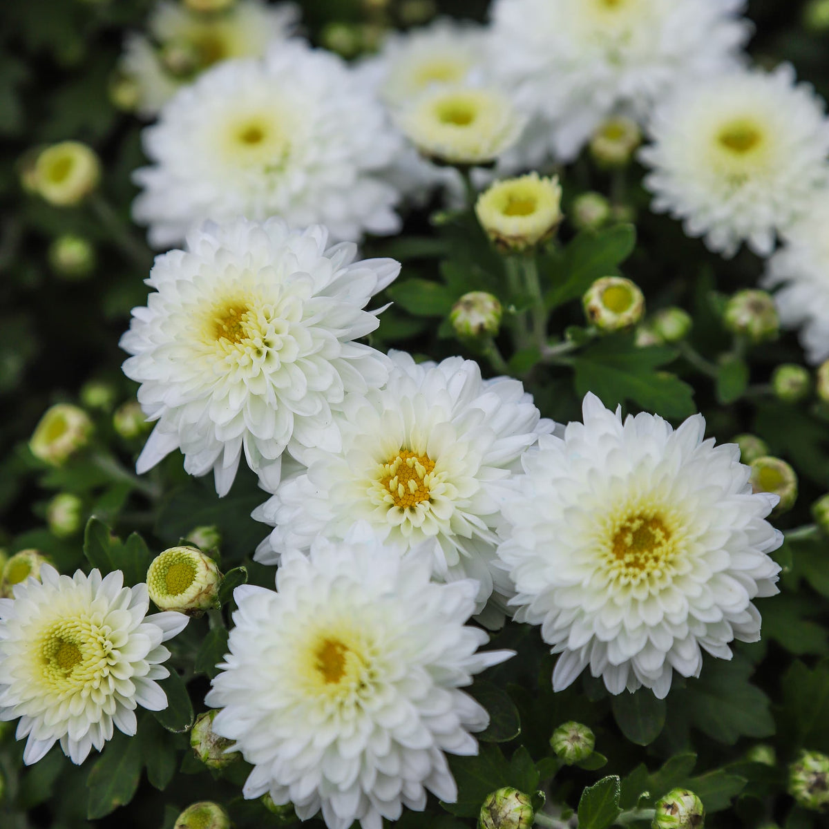 Calm White hardy mum with white blooms
