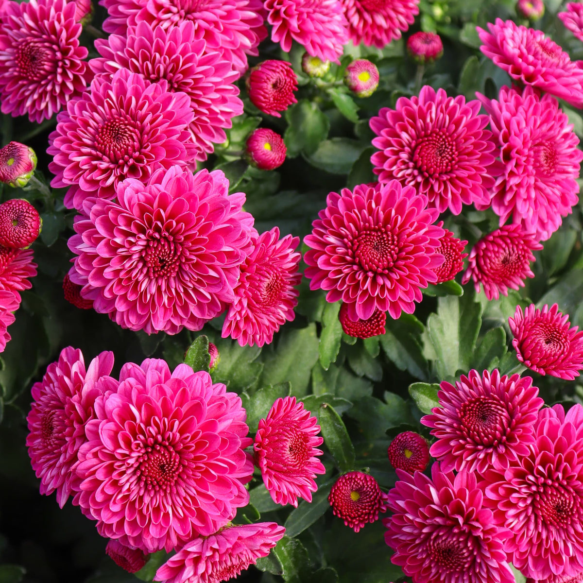 Cherry Purple hardy mum with purple blooms