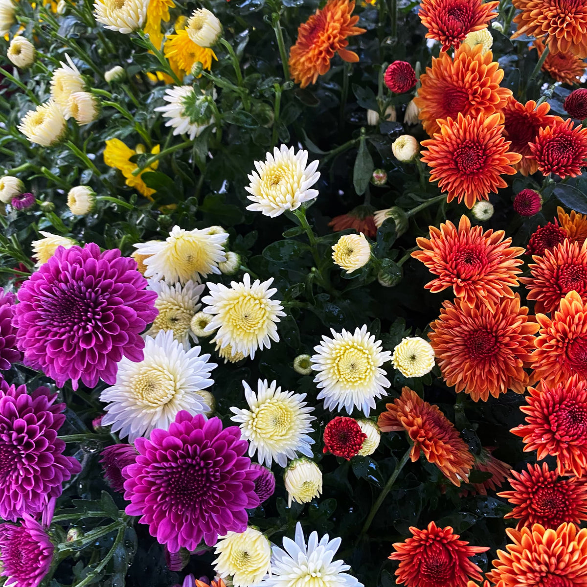 Cheryl Combination No. 1 hardy mum with white, red, purple, yellow, and orange blooms