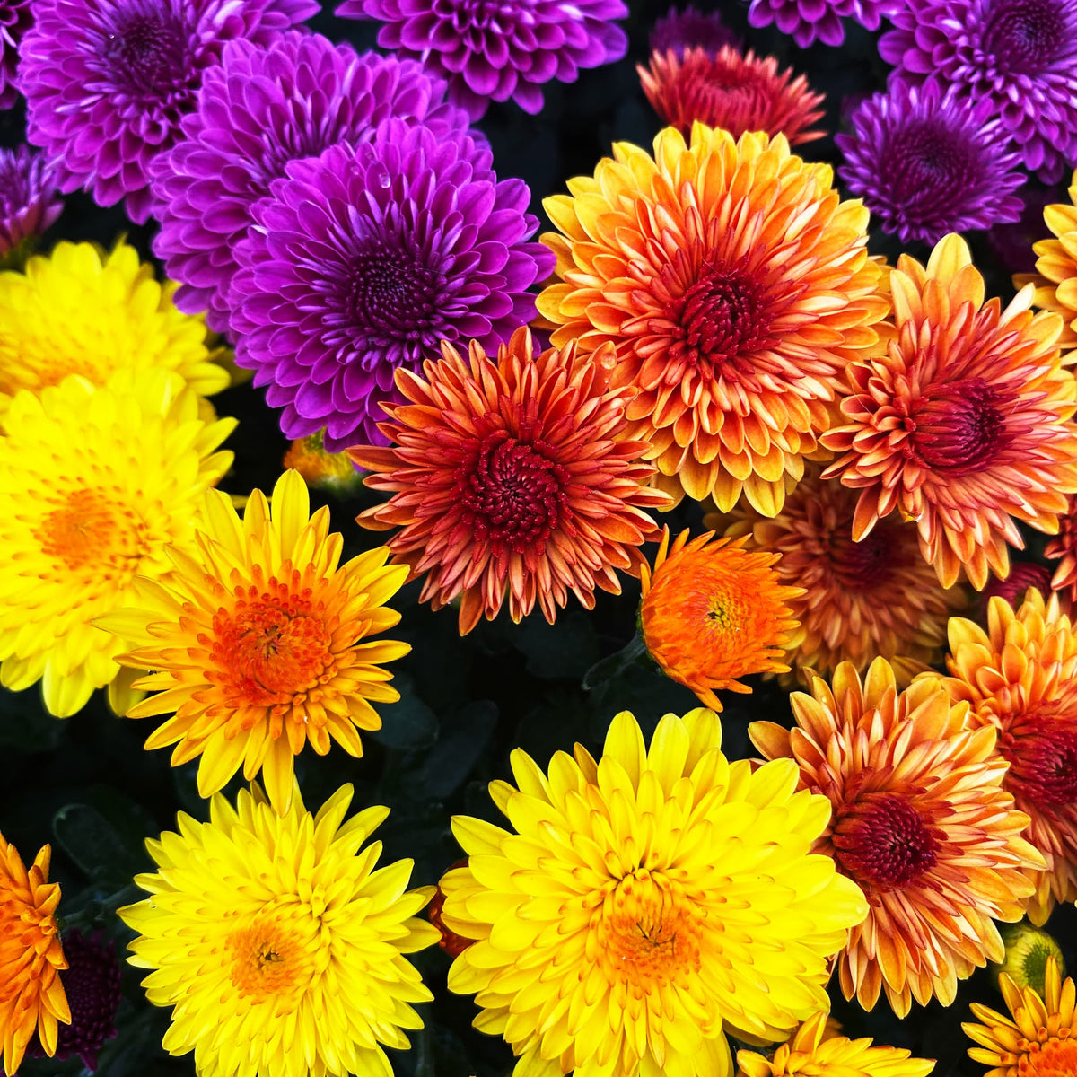 Cheryl hardy mum combination with red, purple, yellow, and orange blooms