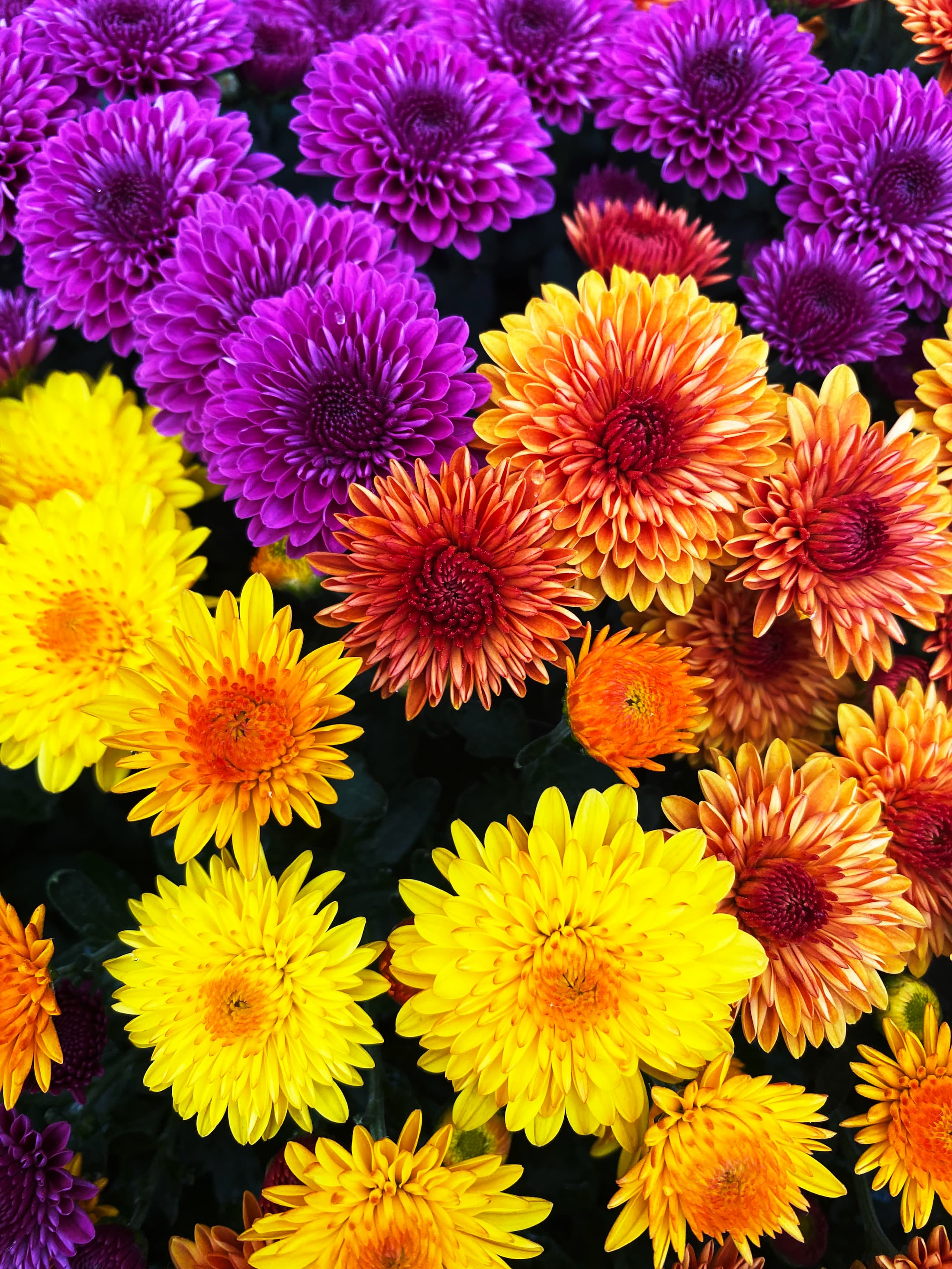 Cheryl hardy mum combination with red, purple, yellow, and orange blooms