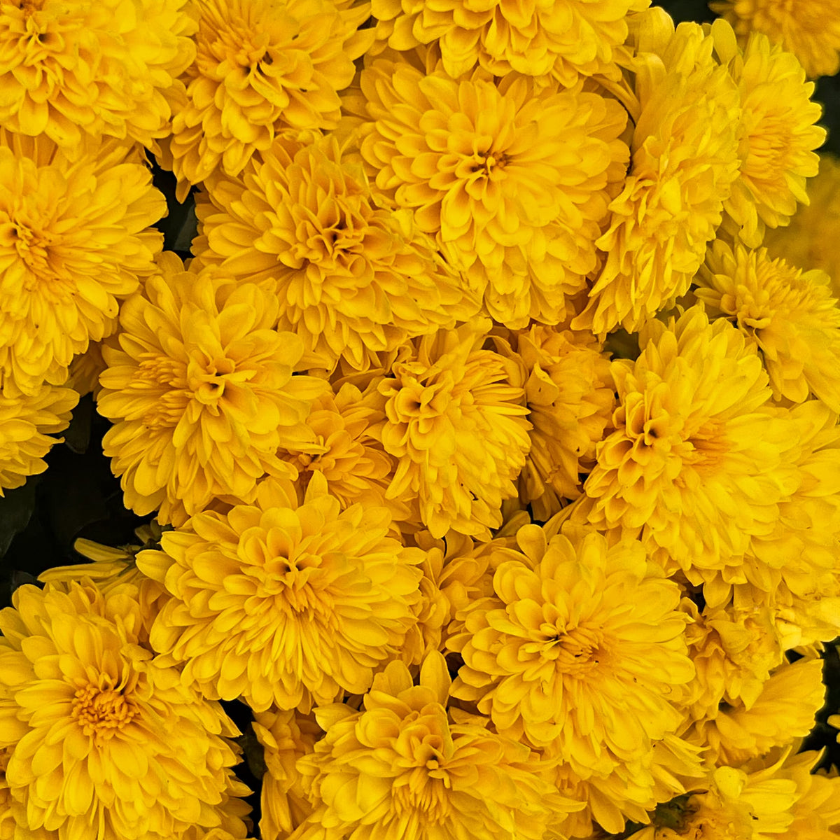 Cheryl Golden Yellow hardy mum with yellow blooms