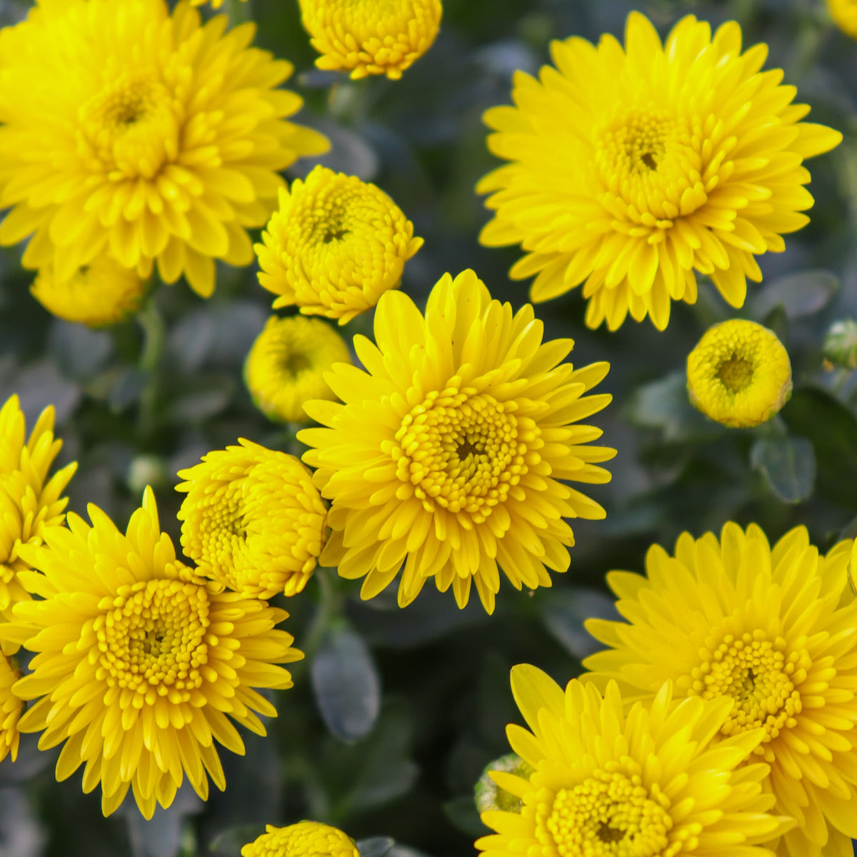 Cheryl Sparkling Yellow hardy mum with yellow blooms