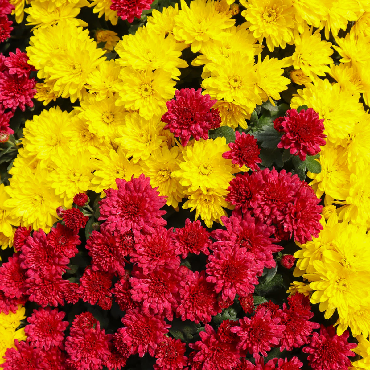 Chiefs Combination No. 1 hardy mum with red and yellow blooms