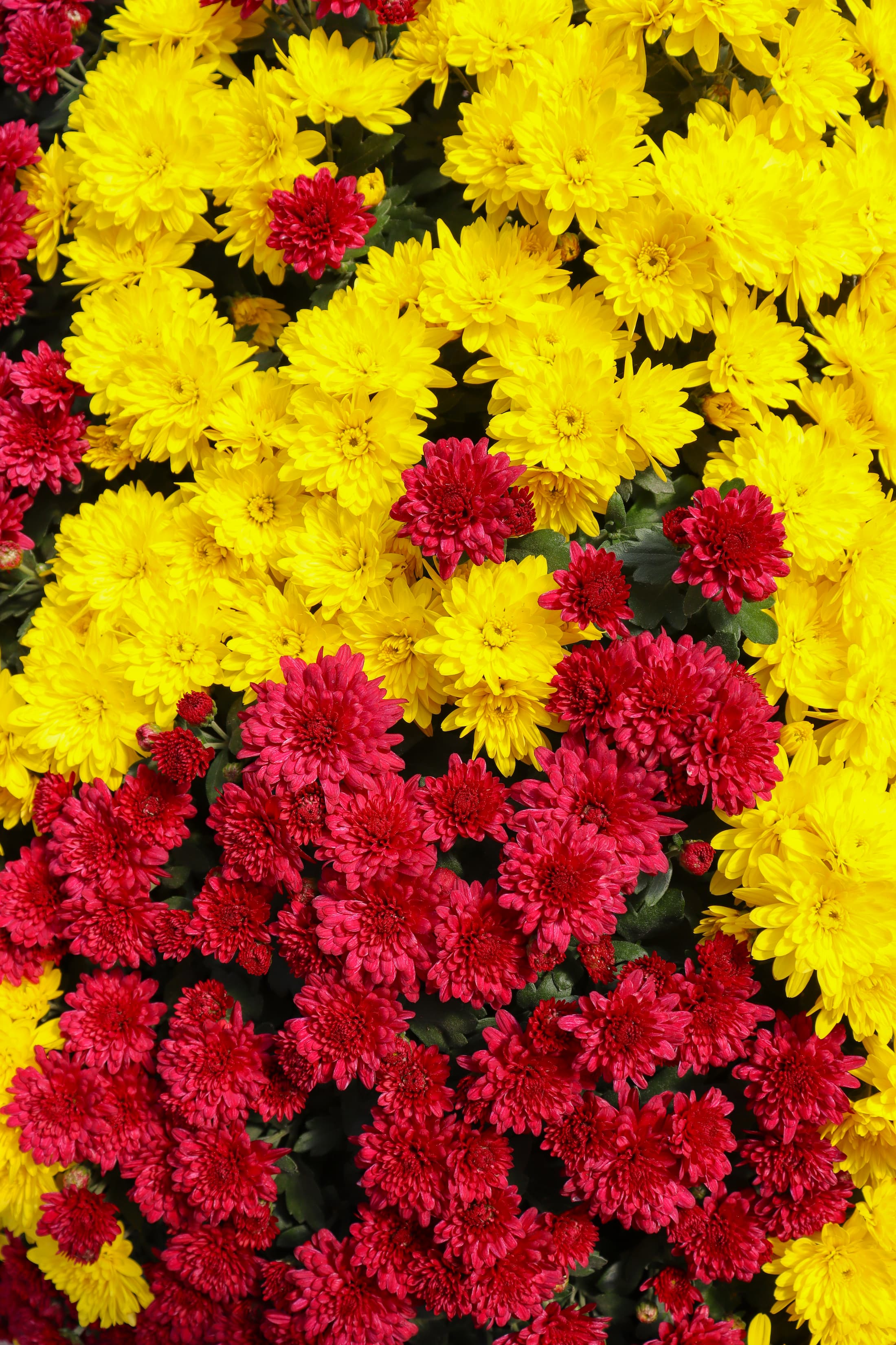 Chiefs Combination No. 1 hardy mum with red and yellow blooms