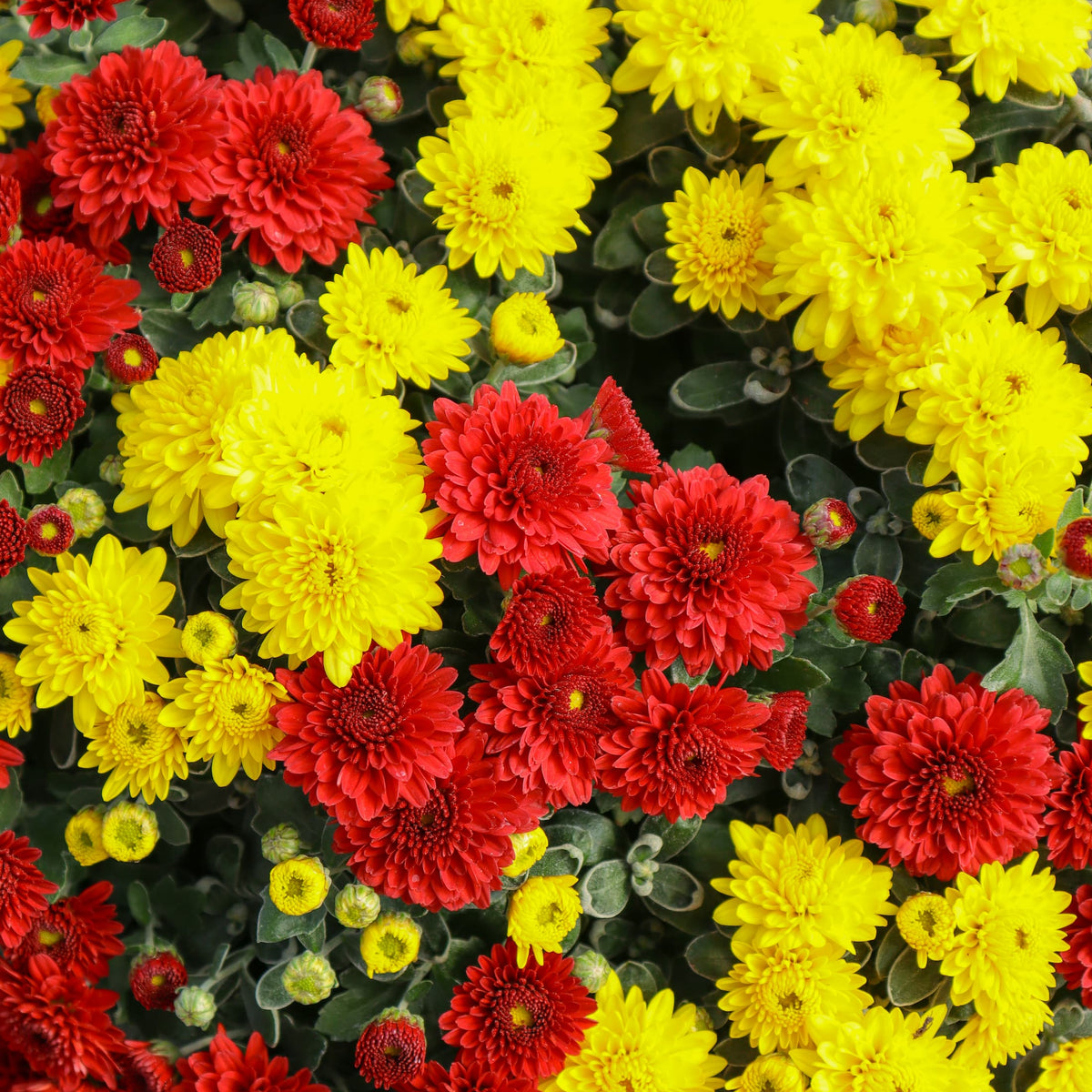 Chiefs Combination No. 2 hardy mum with red and yellow blooms