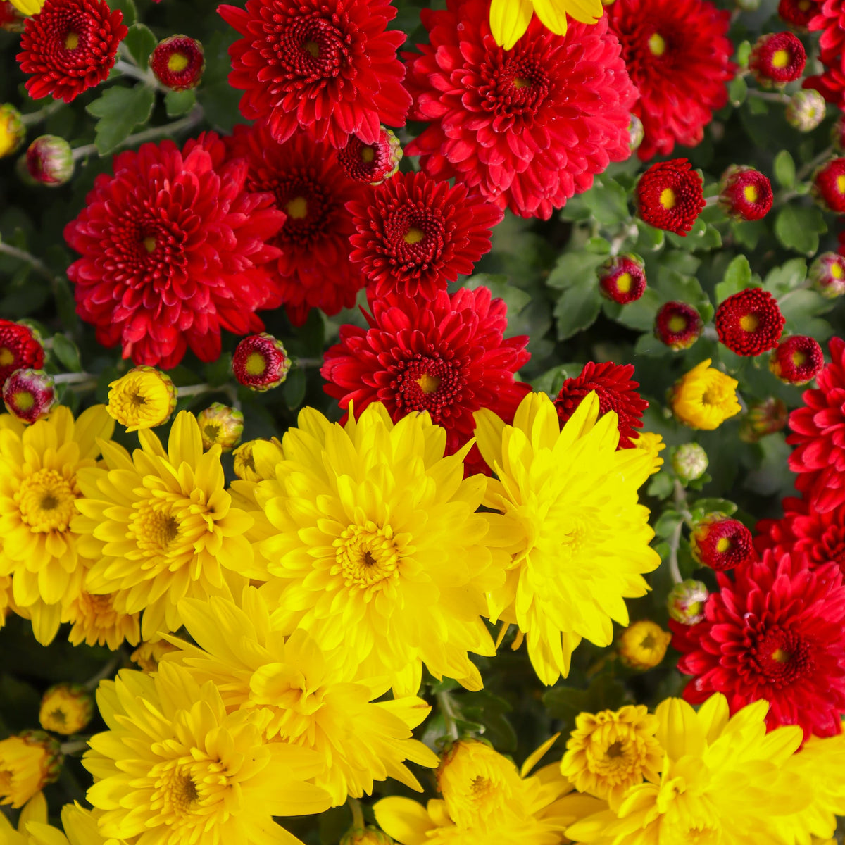 Chiefs hardy mum combination with red and yellow blooms