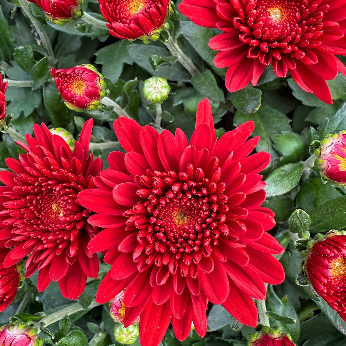 Chili Red hardy mum with red blooms