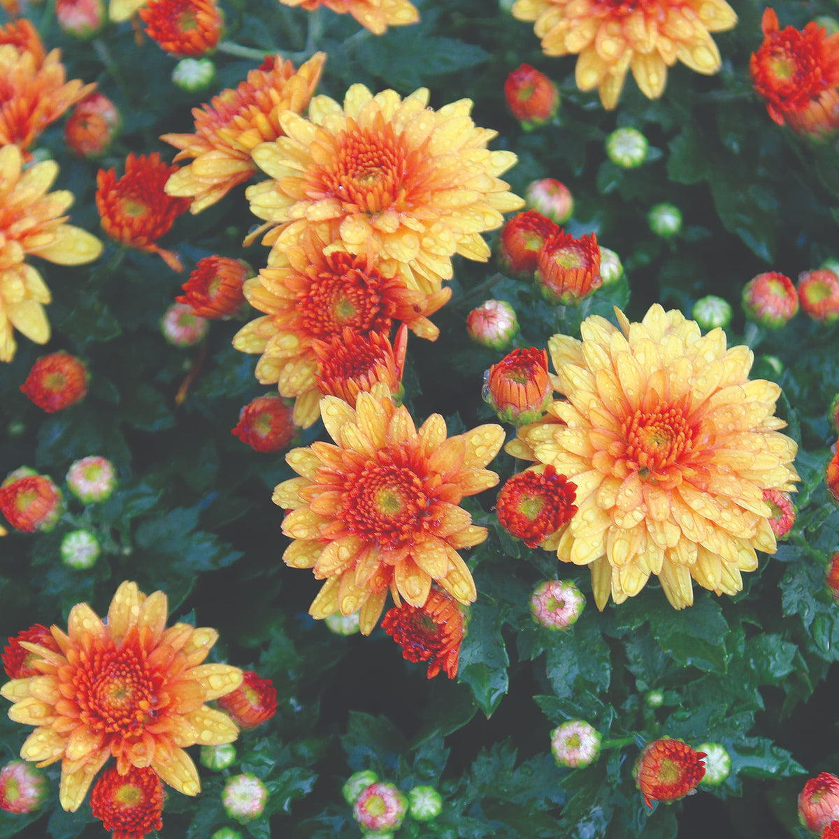 Conaco Orange hardy mum with orange blooms