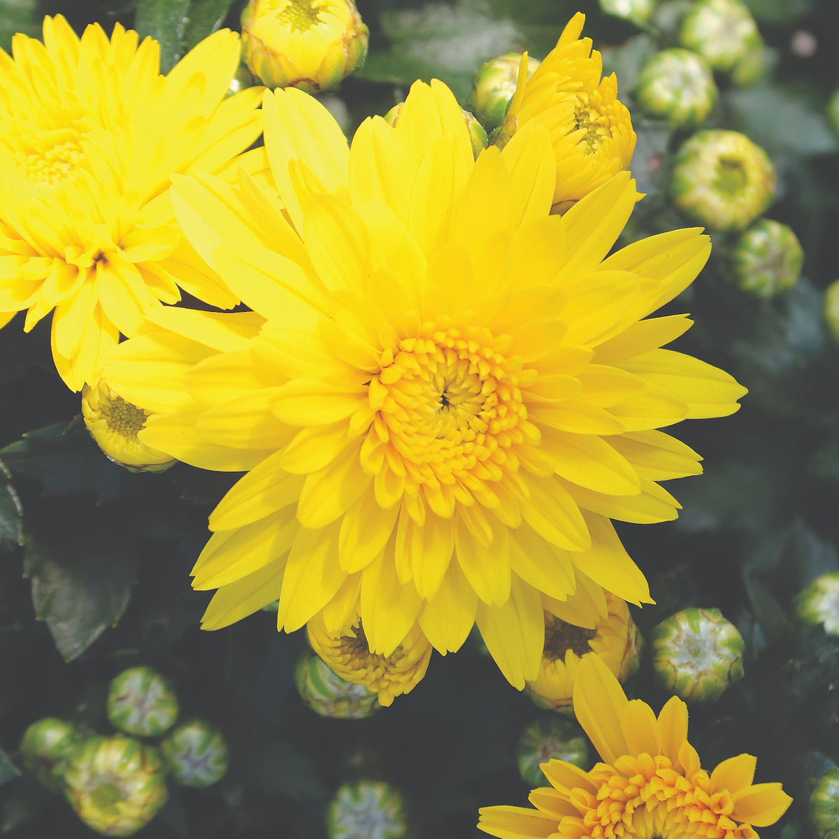 Conaco Yellow hardy mum with yellow blooms