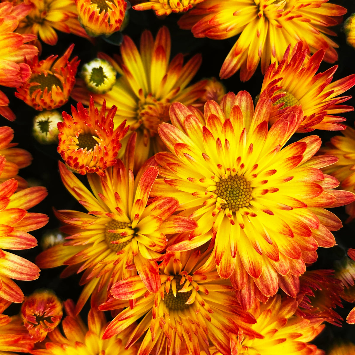 Dazzling Stacy Orange hardy mum with orange blooms