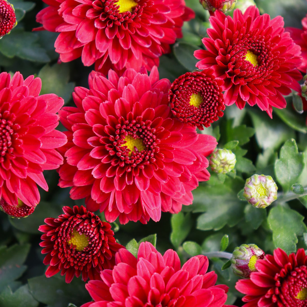 Eternal Red hardy mum with red blooms