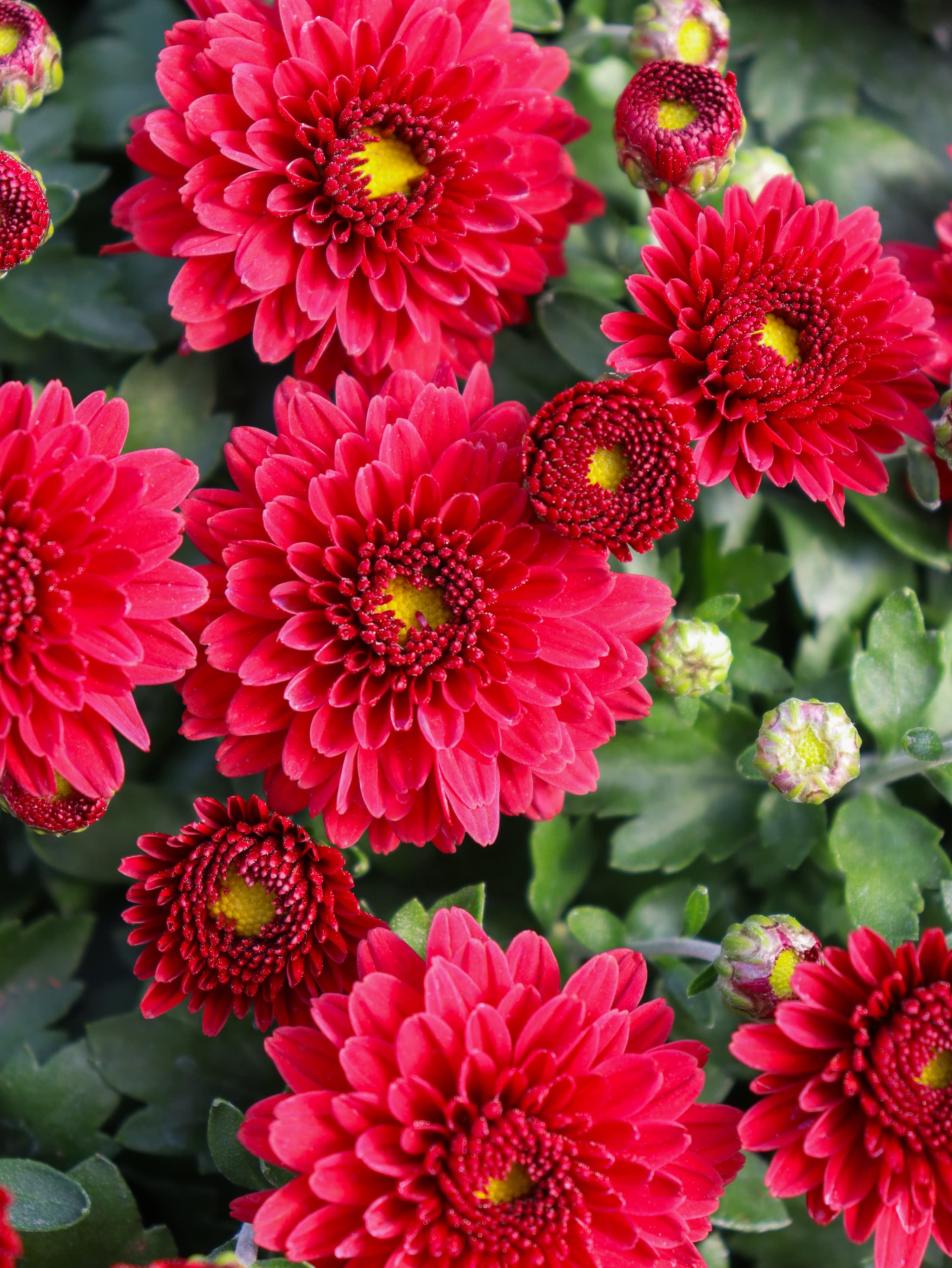 Eternal Red hardy mum with red blooms