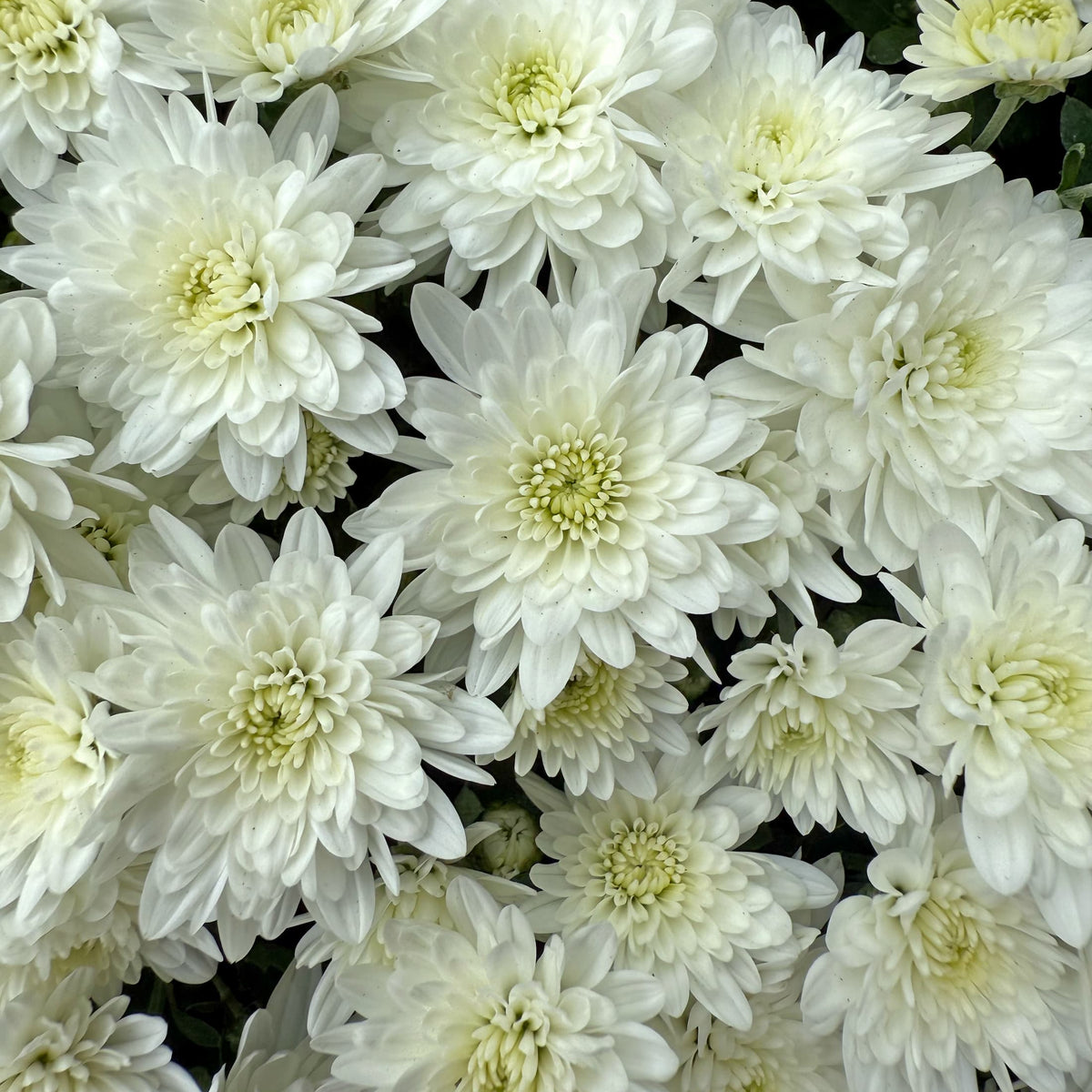 Fair White hardy mum with white blooms
