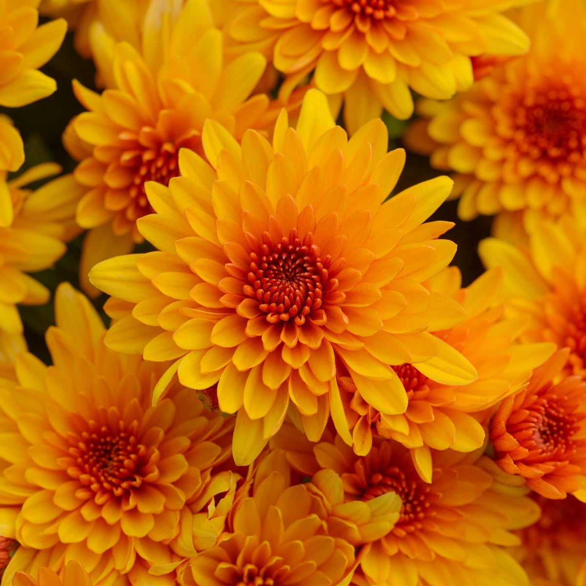 Fireglow Bronze hardy mum with bronze blooms