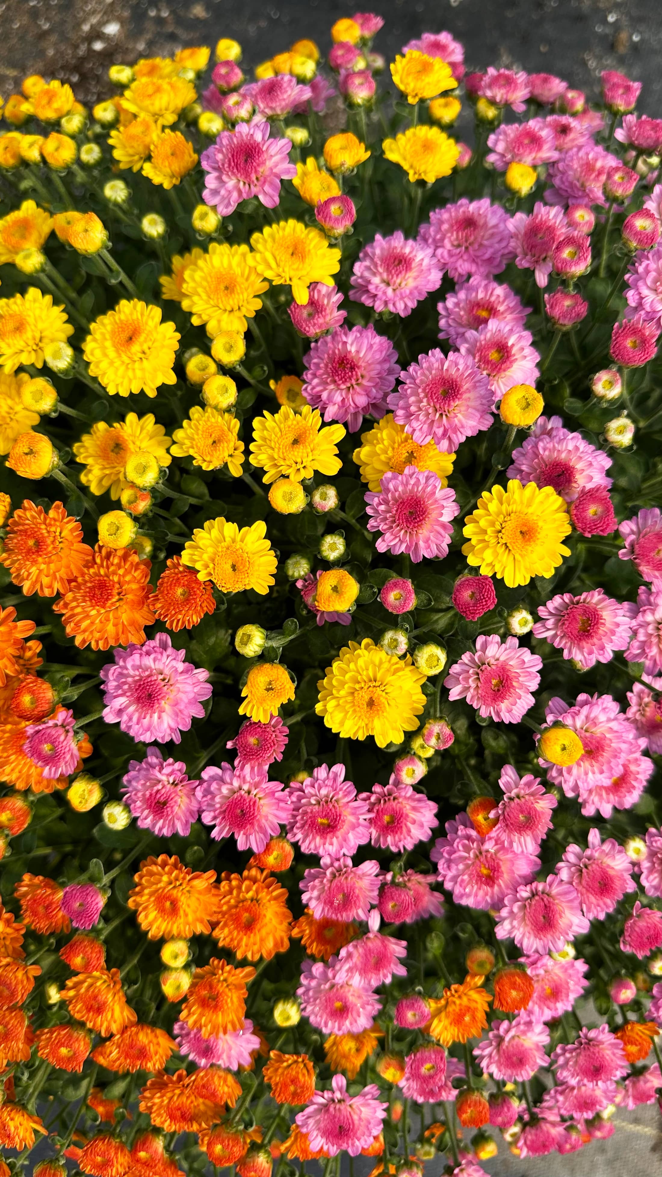 Gigi hardy mum combination with pink, yellow, and orange blooms