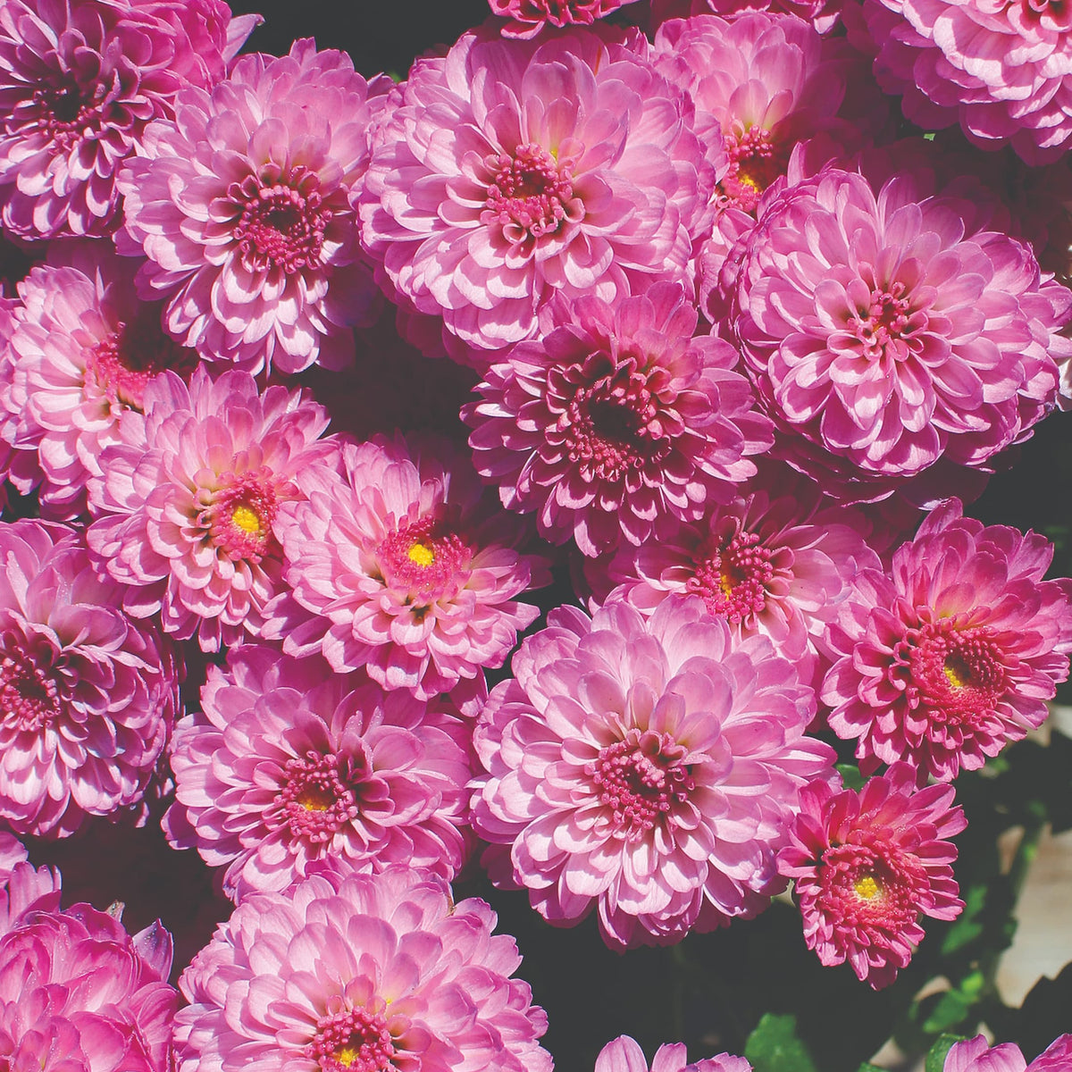 Gigi Dark Pink hardy mum with pink blooms