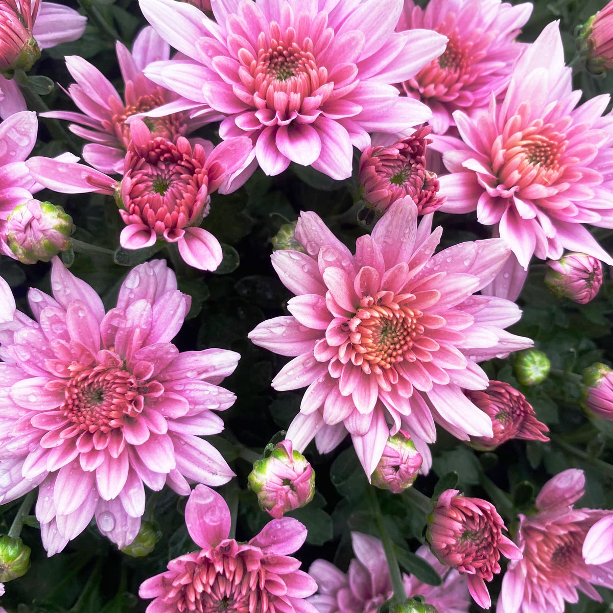 Homerun Pink hardy mum with pink blooms