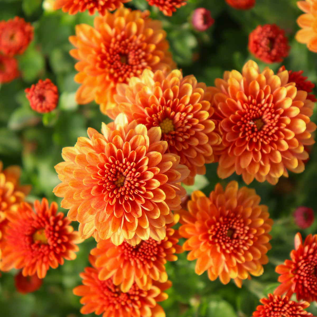 Jasoda Orange hardy mum with orange blooms