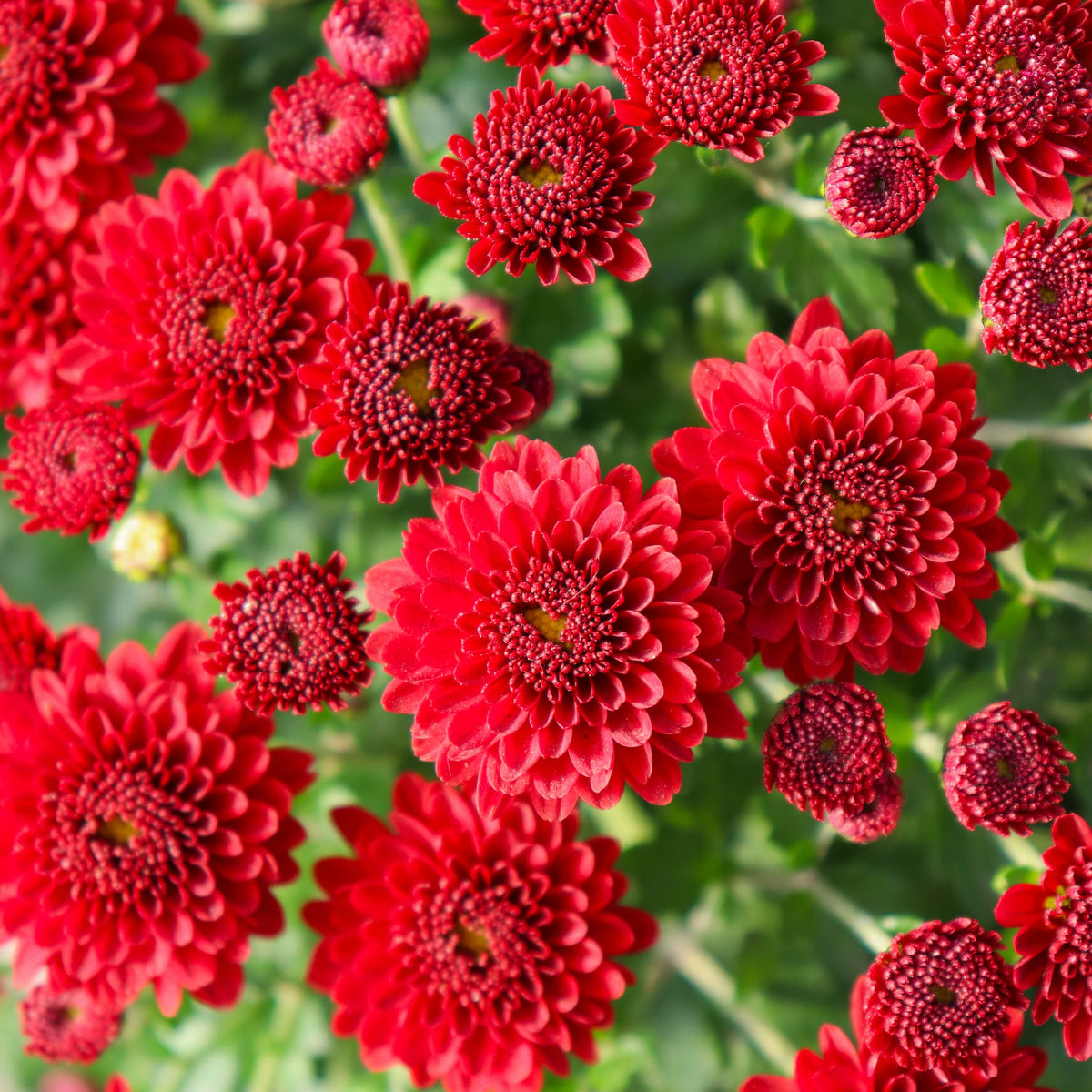 Jasoda Red hardy mum with red blooms