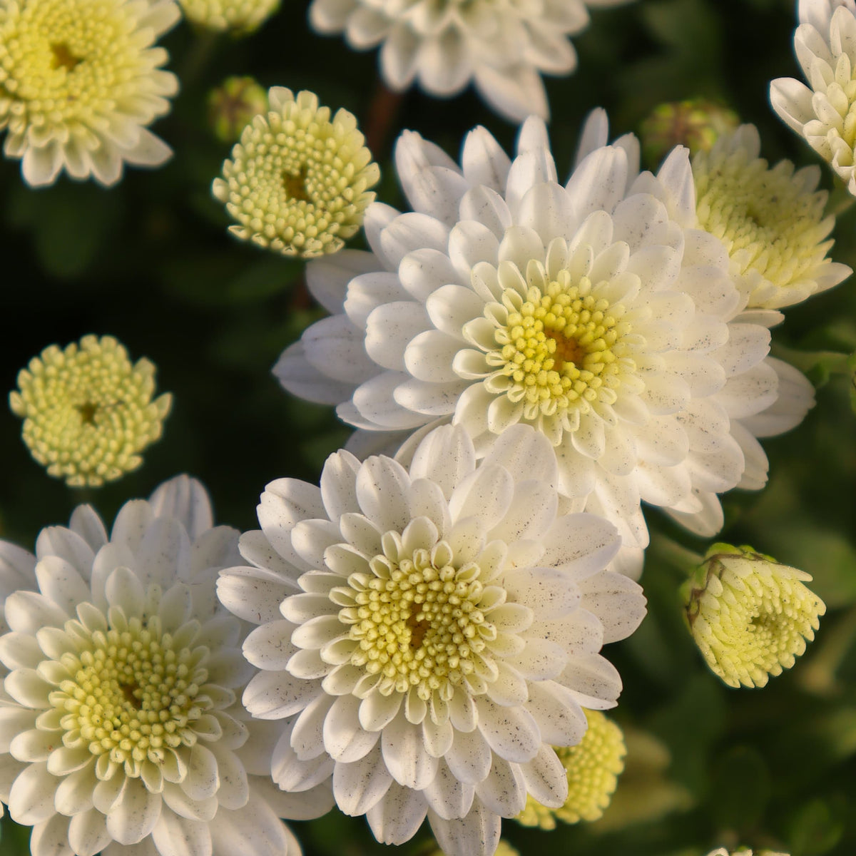 Jasoda White hardy mum with white blooms