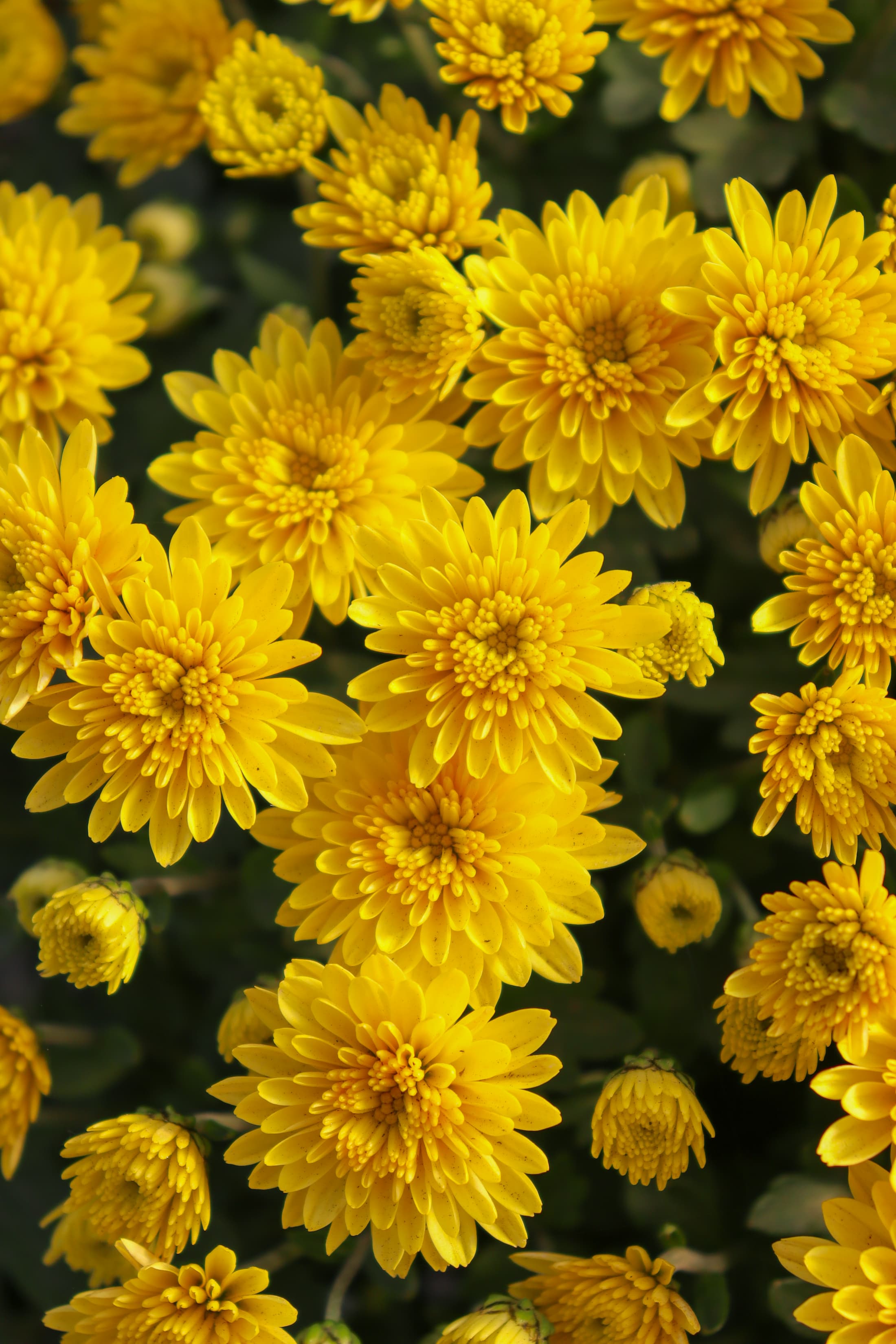 Jasoda Yellow hardy mum with yellow blooms