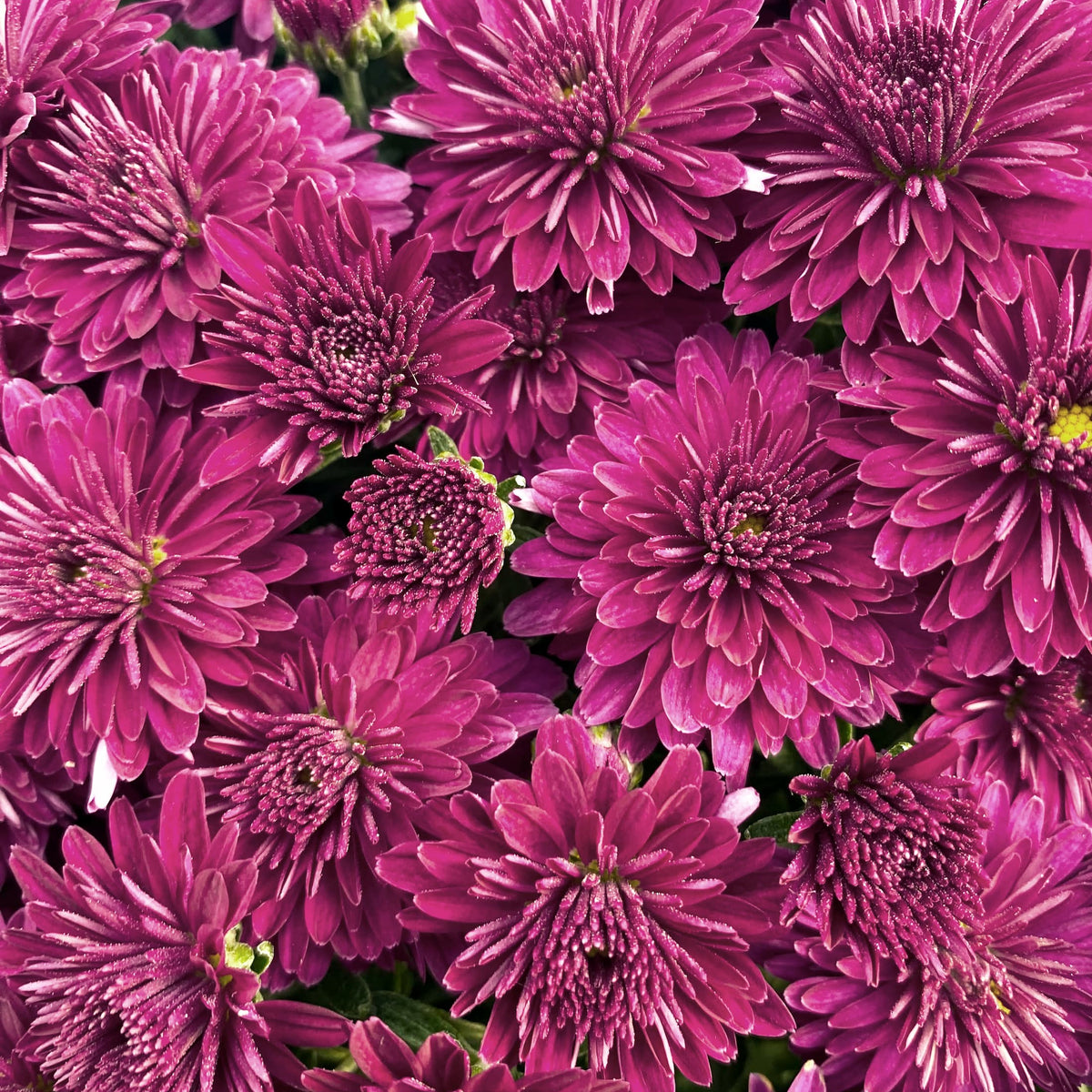 Koko Purple hardy mum with purple blooms