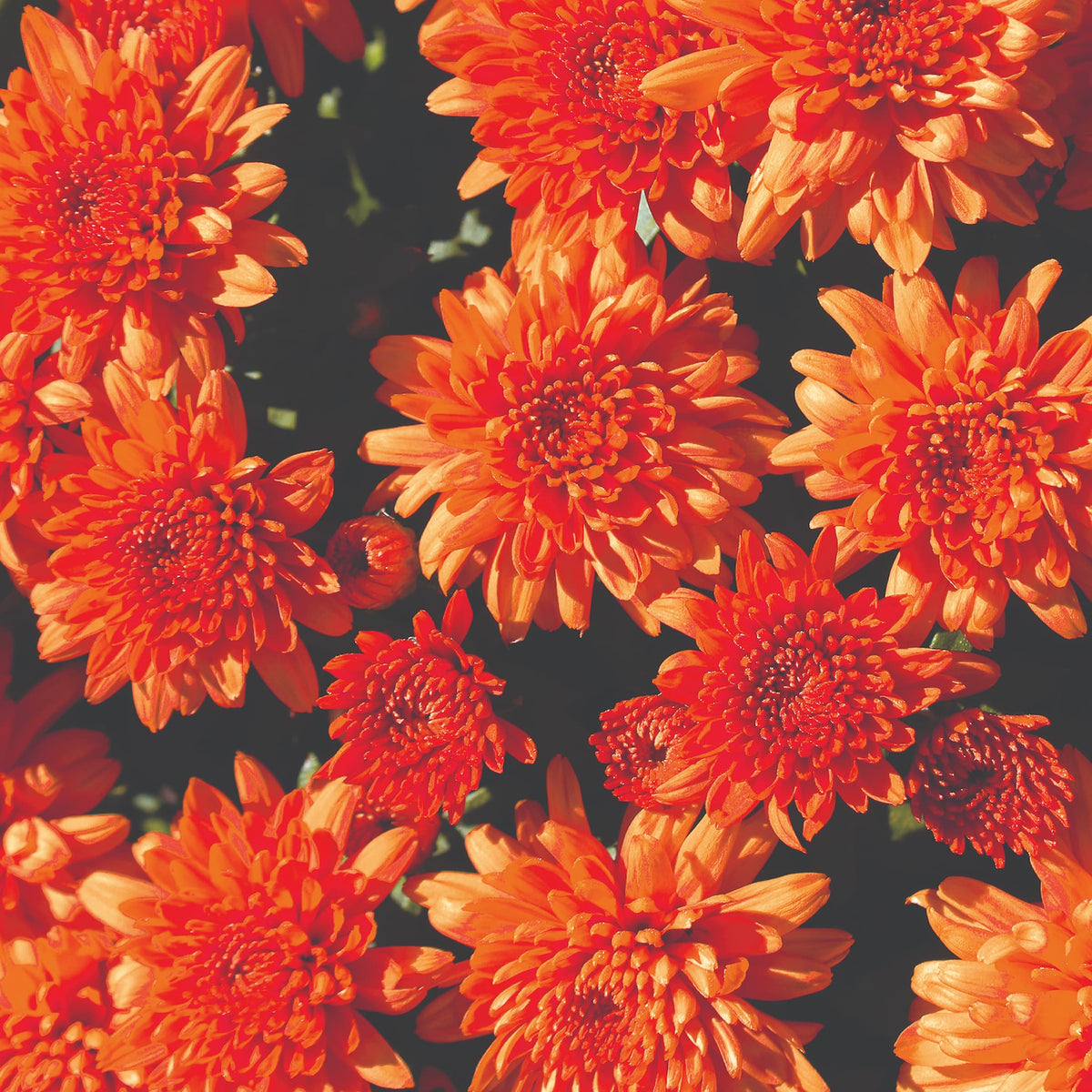 Mumosa Orange hardy mum with orange blooms