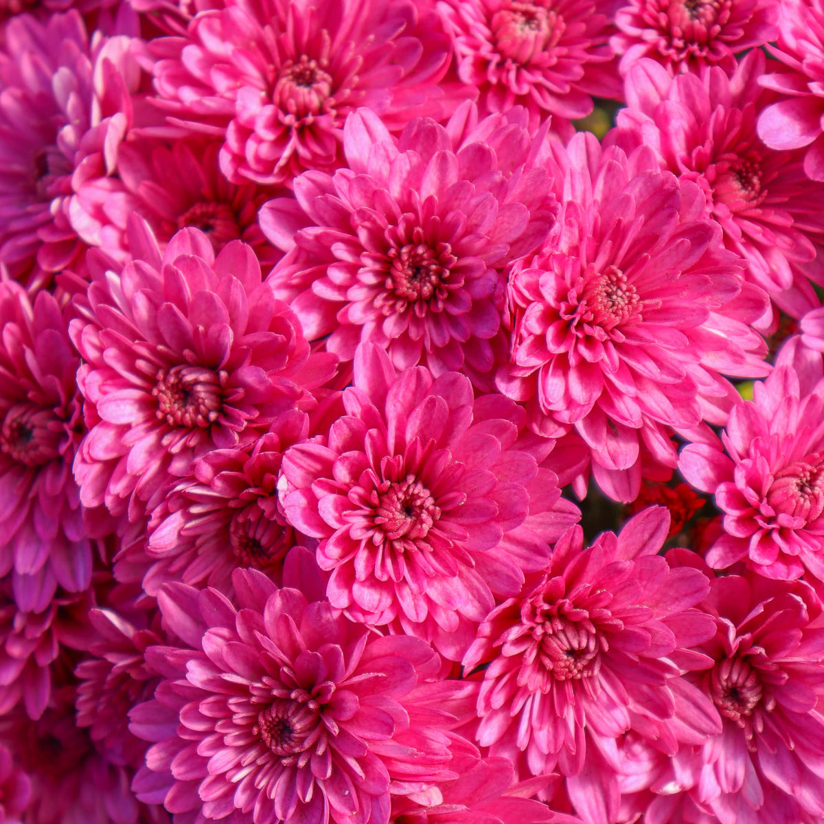 Paint Box Purple hardy mum with purple blooms