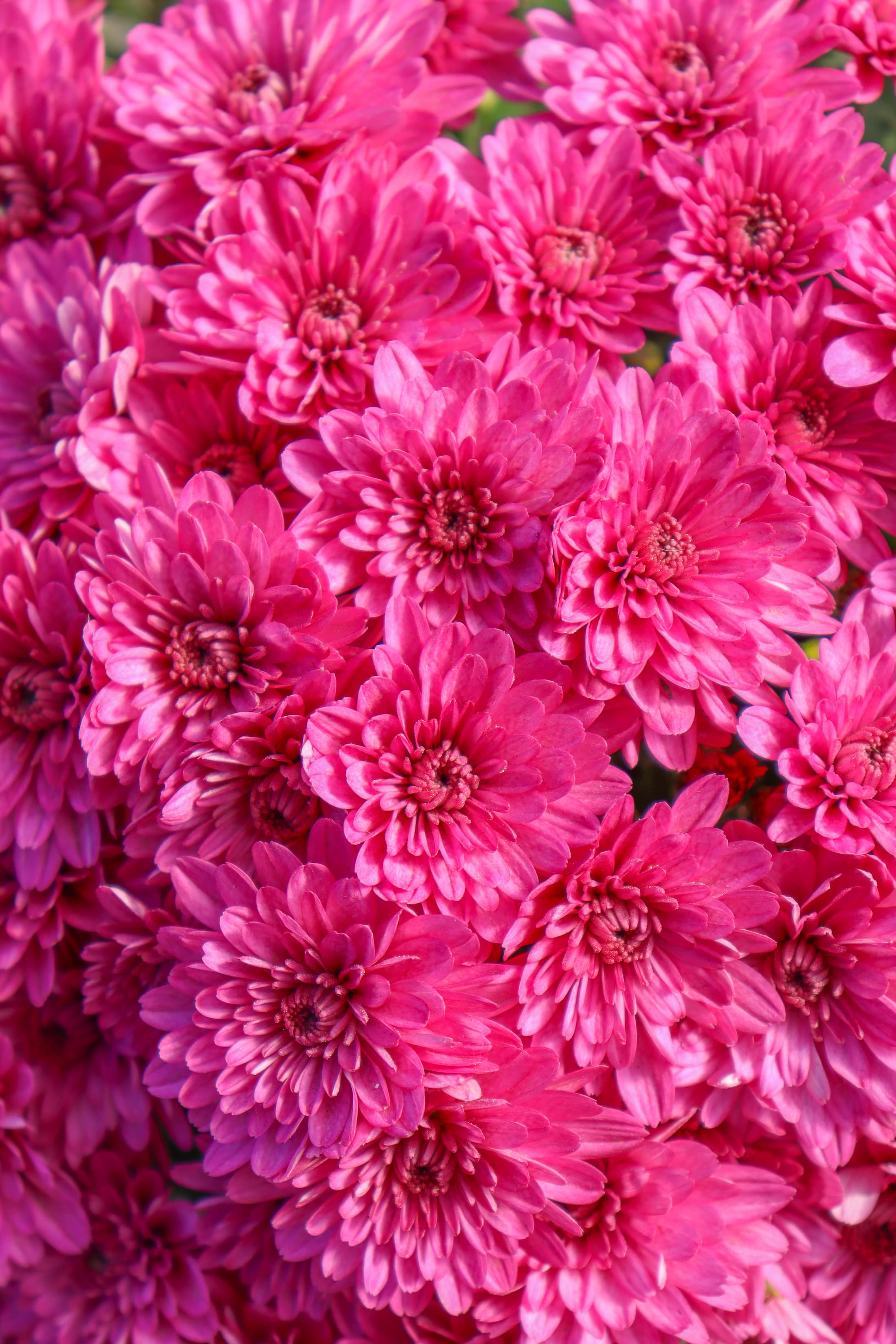 Paint Box Purple hardy mum with purple blooms